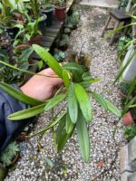 Masdevallia Deceptrix - COLEÇÃO - Imagem 6