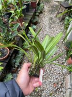 Masdevallia Deceptrix - COLEÇÃO - Imagem 4