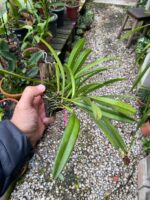 Masdevallia Deceptrix - COLEÇÃO - Imagem 3