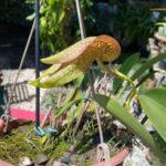 Bulbophyllum Grandiflorum x Longisepalum - COLEÇÃO