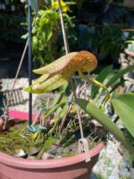 Bulbophyllum Grandiflorum x Longisepalum - COLEÇÃO