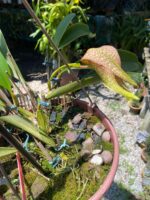 Bulbophyllum Grandiflorum x Longisepalum - COLEÇÃO - Imagem 2