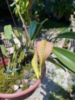 Bulbophyllum Grandiflorum x Longisepalum - COLEÇÃO - Imagem 9