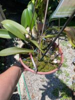 Bulbophyllum Grandiflorum x Longisepalum - COLEÇÃO - Imagem 8