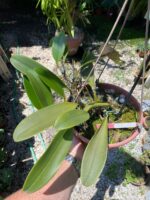 Bulbophyllum Grandiflorum x Longisepalum - COLEÇÃO - Imagem 7