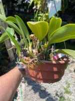 Bulbophyllum Grandiflorum x Longisepalum - COLEÇÃO - Imagem 6