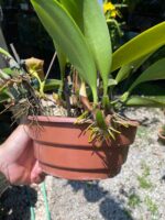 Bulbophyllum Grandiflorum x Longisepalum - COLEÇÃO - Imagem 3