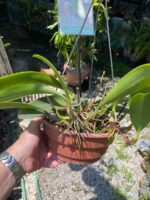 Bulbophyllum Grandiflorum x Longisepalum - COLEÇÃO - Imagem 5