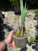 Cyrtopodium Parviflorum - COLEÇÃO - Imagem 6