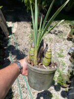 Cyrtopodium Parviflorum - COLEÇÃO - Imagem 7