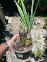 Cyrtopodium Parviflorum - COLEÇÃO - Imagem 5