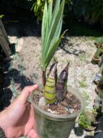 Cyrtopodium Parviflorum - COLEÇÃO - Imagem 3