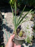 Cyrtopodium Parviflorum - COLEÇÃO - Imagem 2