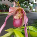 Phragmipedium Schroederae - COLEÇÃO