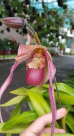 Phragmipedium Schroederae - COLEÇÃO