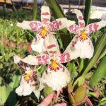 Beallara Pacific Pastel ''Massive'' - COLEÇÃO