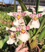 Beallara Pacific Pastel ''Massive'' - COLEÇÃO