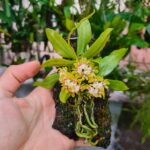 Gastrochilus Japonicus - RARÍSSIMA