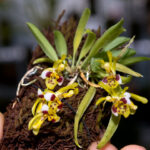 Chytroglossa Marileoniae - COLEÇÃO