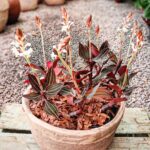 Ludisia Discolor ''Orquídea Pipoca'' - COLEÇÃO