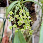 Zygostates Bradei - COLEÇÃO