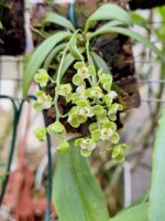 Zygostates Bradei - COLEÇÃO