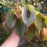 Acianthera Pectinata - COLEÇÃO