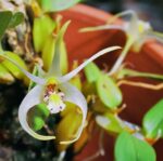 Diplocaulobium Chrysotropis - COLEÇÃO