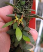 Anathallis Imbricata