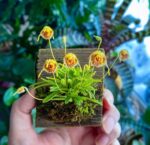 Diodonopsis Erinacea - RARÍSSIMA