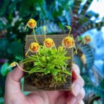 Diodonopsis Erinacea - RARÍSSIMA