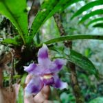 Pescatoria ''Bollea Coelestis'' - RARÍSSIMA