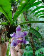 Pescatoria ''Bollea Coelestis'' - RARÍSSIMA