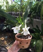 Angraecum Magdalenae - COLEÇÃO