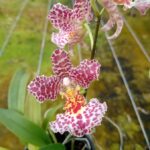 Rodricidium Red Spots