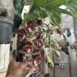 Catasetum Pileatum x Stephen Moffitt - COLEÇÃO