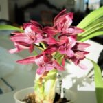 Catasetum Mormodes Morenoi - COLEÇÃO