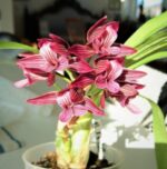 Catasetum Mormodes Morenoi - COLEÇÃO