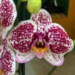 Phalaenopsis Tropic Ocelot  -  COLEÇÃO