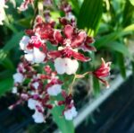 Oncidium Sharry Baby ''Orquídea Chocolate''