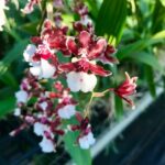 Oncidium Sharry Baby ''Orquídea Chocolate''