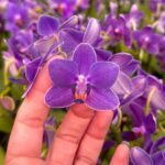 Phalaenopsis Aurora Boreal - RARÍSSIMA