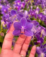 Phalaenopsis Aurora Boreal - RARÍSSIMA