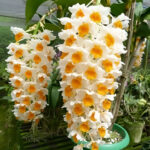 Dendrobium Thyrsiflorum  - COLEÇÃO