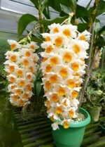 Dendrobium Thyrsiflorum  - COLEÇÃO