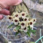 Dendrobium Hekouensis - RARÍSSIMA