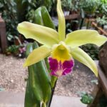 BLC. Greenwich ''Elmhurst''