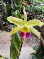 BLC. Greenwich ''Elmhurst''