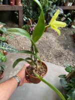 BLC. Greenwich ''Elmhurst'' - Imagem 5