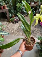 BLC. Greenwich ''Elmhurst'' - Imagem 6